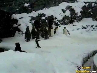 Dünyanın En Mutlu Pengueni