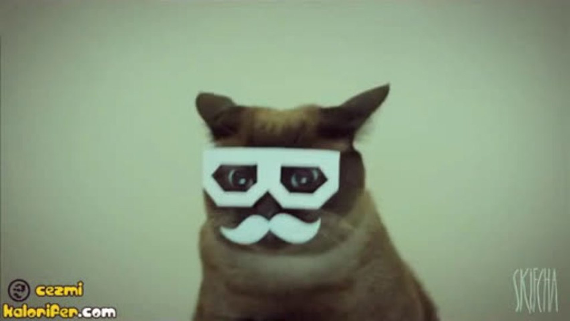 ⁣Dubstep Kedi Canını Senin