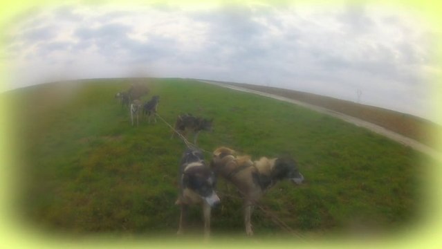 2014.01 Quad 13 chiens Norrland Husky