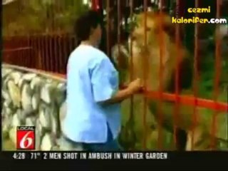 Sahibini Gören Aslanın Onu Sarılarak Karşılaması