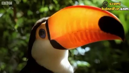 Kim Demiş Penguenler Uçamaz Diye?