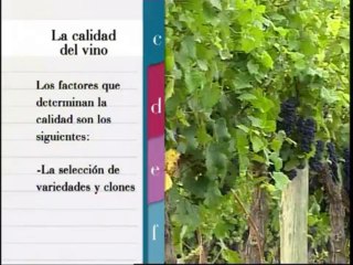 ABC Vino - Capitulo 13_ Preguntas en torno al vino(360p_DASH_H.264-AAC)