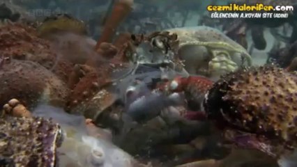 Yengeçlerin Kabuk Değiştirme Olayı ve Vatoz Balığı İle İmtihanları