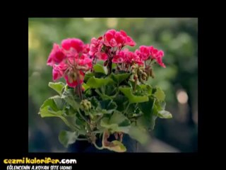 Profilonun Anneler Gününe Özel Öğrenci Evi Reklamı