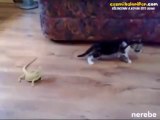 Uçan Adam Sabri Dublajlı Kedi
