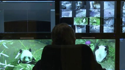 Zoo se prepara para exibir panda gigante