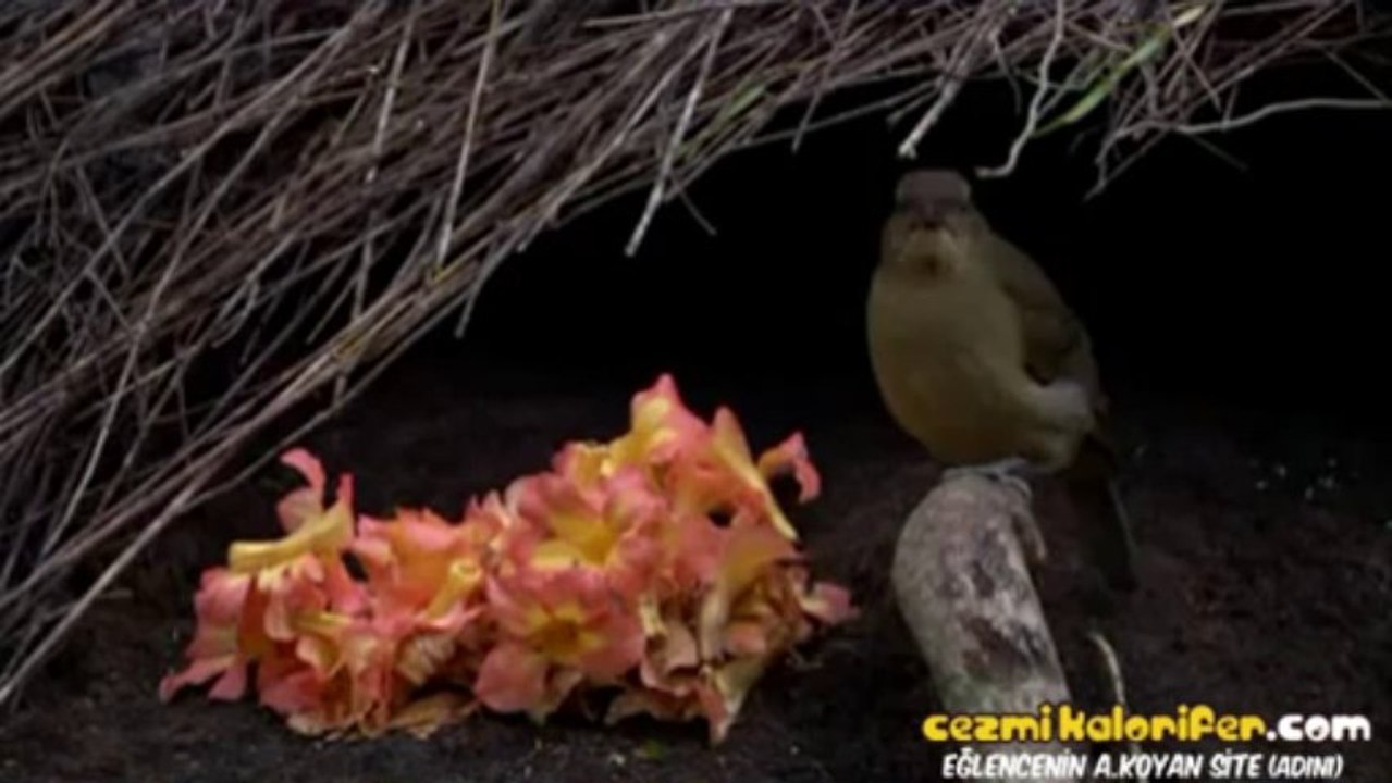 Vogelkop Cennet Kuşunun Dişiyi Etkileme Çalışmaları