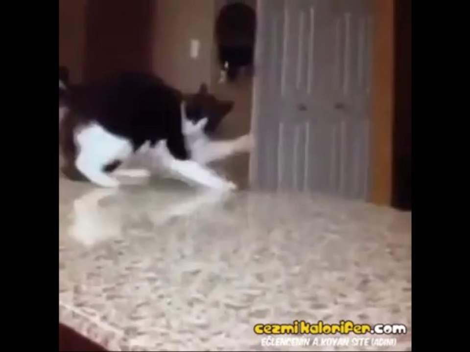 Smooth Criminal Kedi