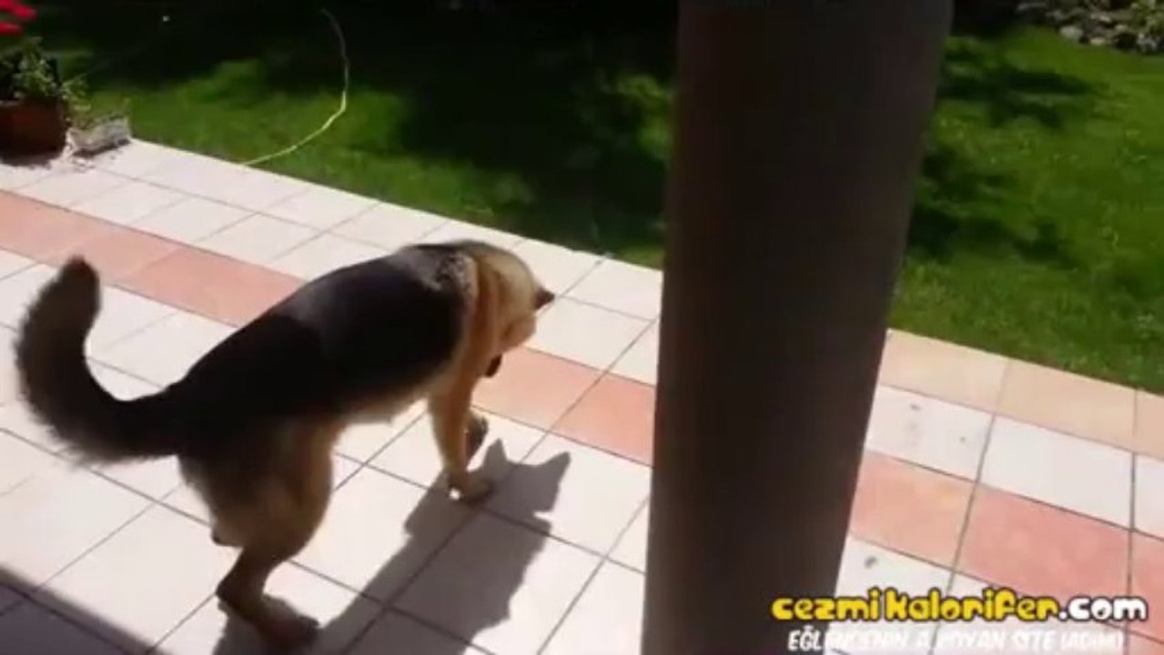 Gölgesiyle Didişen Köpek