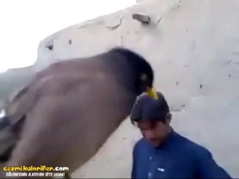 Bebek Ağlaması Gibi Ses Çıkaran Kuş