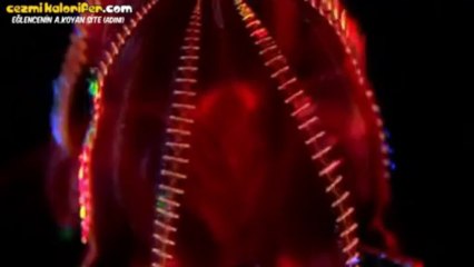 900 Metre Derinlikte Yaşayan Garip Yaratıklar