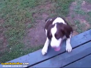 Kör Köpeğin Keskin Burnu