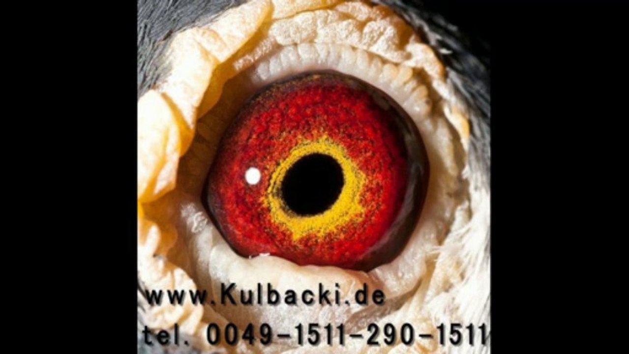 7003 kulbacki aukcje golebi ijuba chim cu đấ کبوتر galamb голуб güvercin นกพิราบ పావురము புறா kalapati paloma holubica голубица голубь porumbel ਘੁੱਗੀ فاخته duif тагтаа гулаб kukupa balandis balodis golubica 비둘기 ಡವ טויב 鳩 chol merpati tus nquab कबूतर יונה