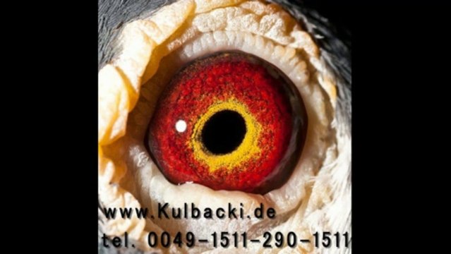 7003 kulbacki aukcje golebi ijuba chim cu đấ کبوتر galamb голуб güvercin นกพิราบ పావురము புறா kalapati paloma holubica голубица голубь porumbel ਘੁੱਗੀ فاخته duif тагтаа гулаб kukupa balandis balodis golubica 비둘기 ಡವ טויב 鳩 chol merpati tus nquab कबूतर יונה