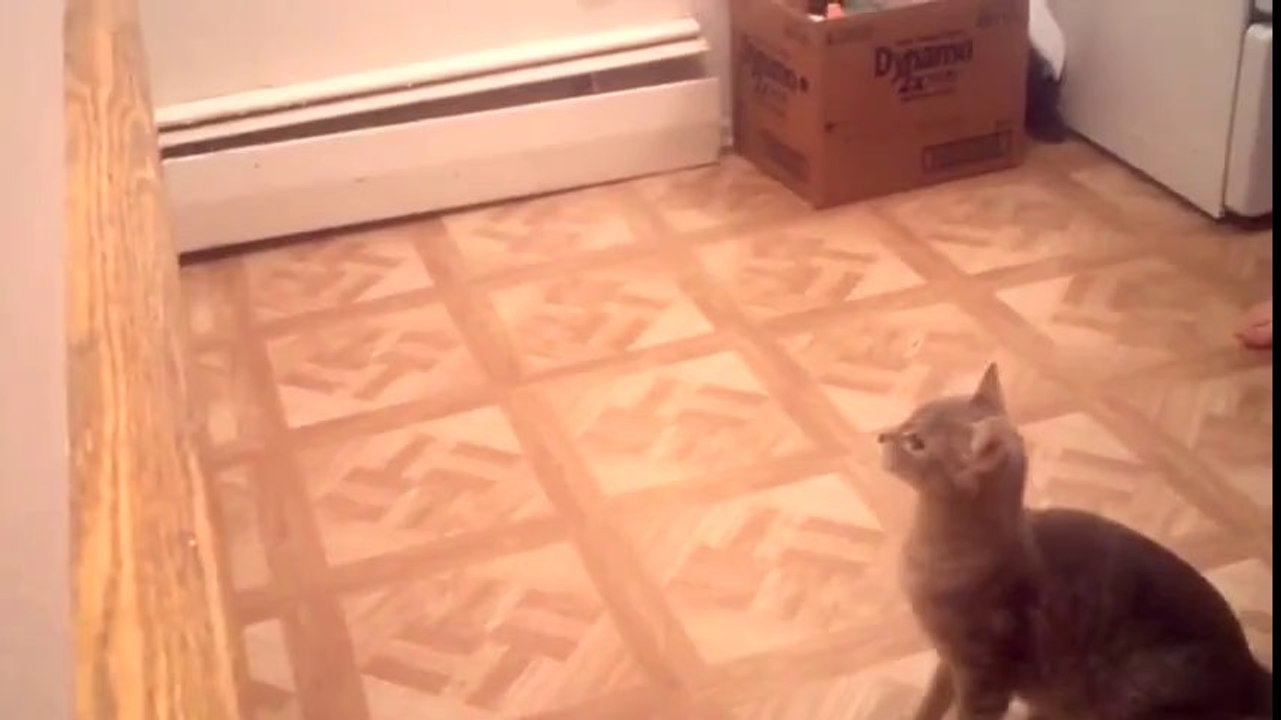 Epic - Cat Jump Failed