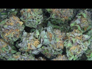 Young track aka Treezy feeling so high