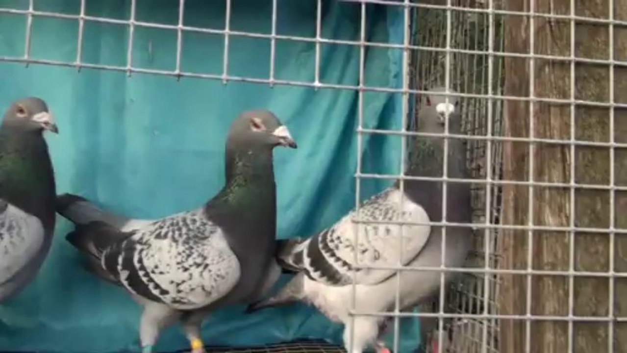 oryginaly de klak janssen arendonk golebie pocztowe belgia belgium kulbacki germany ijuba chim cu đấ کبوتر galamb голуб güvercin นกพิราบ పావురము புறா kalapati paloma holubica голубица голубь porumbel ਘੁੱਗੀ فاخته duif тагтаа гулаб kukupa balandis balodis