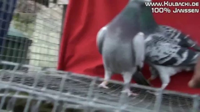 janssen kulbacki arendonk nasze oryginalne jansseny belgia bracia janssen голубь porumbel ਘੁੱਗੀ فاخته duif тагтаа гулаб kukupa balandis balodis golubica 비둘기 ಡವ טויב 鳩 chol merpati tus nquab कबूतर יונה kurciya ti pijon ડવ περιστέρι pombo colombe kyyhkynen