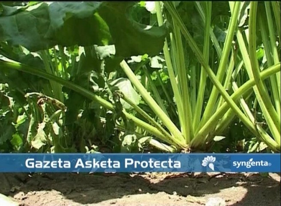 Syngenta - Šećerna repa