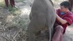 Adorable Baby Elephant Loves Cuddling!