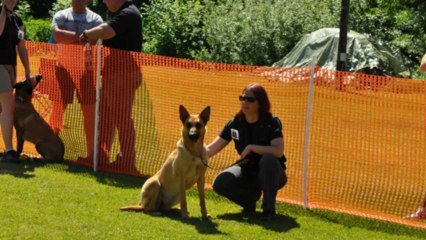 Be Aware Cobra @ VBSÖ-Klubsiegerschau 2013