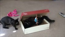 Two Cats and One Cat Trap
