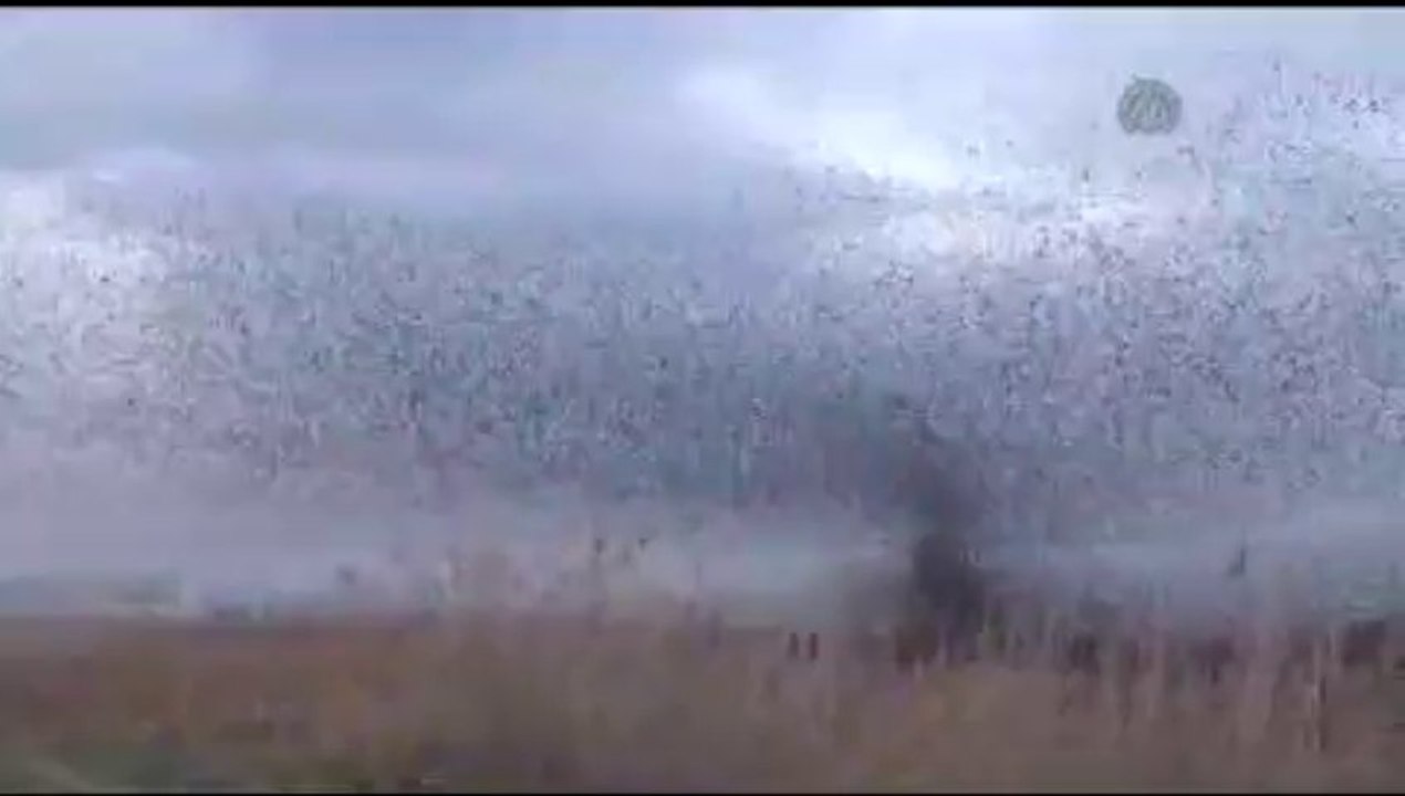 Sığırcık kuşlarının dansı