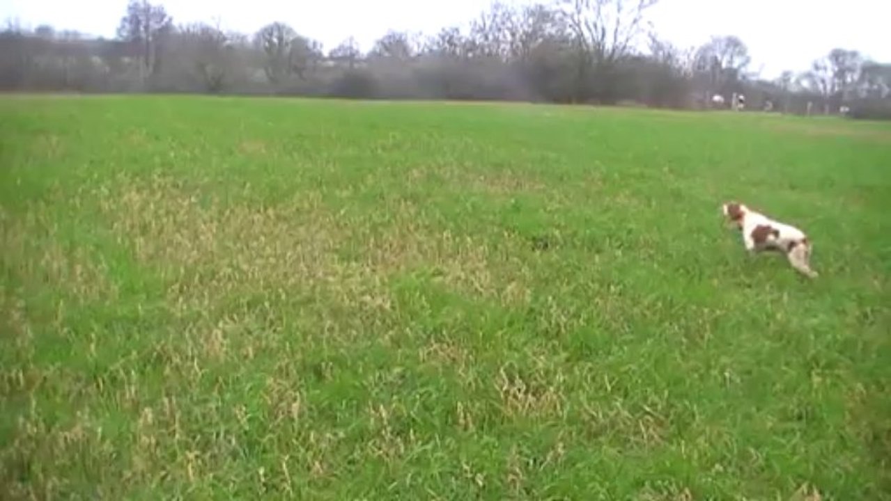 arrêt et coulé Itou sur pigeon qui part très loin devant.