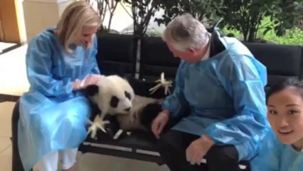 Pairi Daiza aura Hao Hao, qui vient d’être élu "plus beau panda du monde"