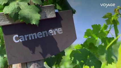 La route des vins : Chili, Le Carmenere