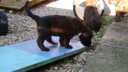 Bébés Cyamy Jag - Portée 2014