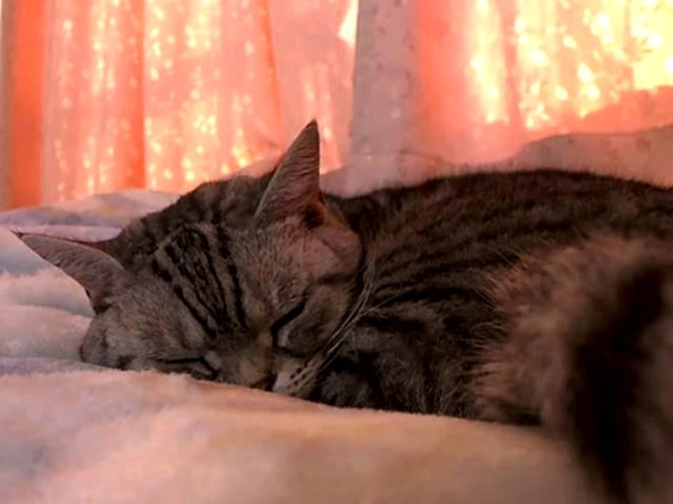 ねむさん垂れ流し (番組ID:lv166168425)