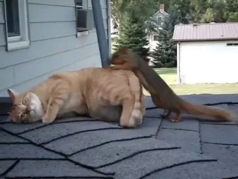 Ecureuil retrouve son ami le chat