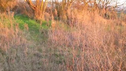 Je chasse mon chat !