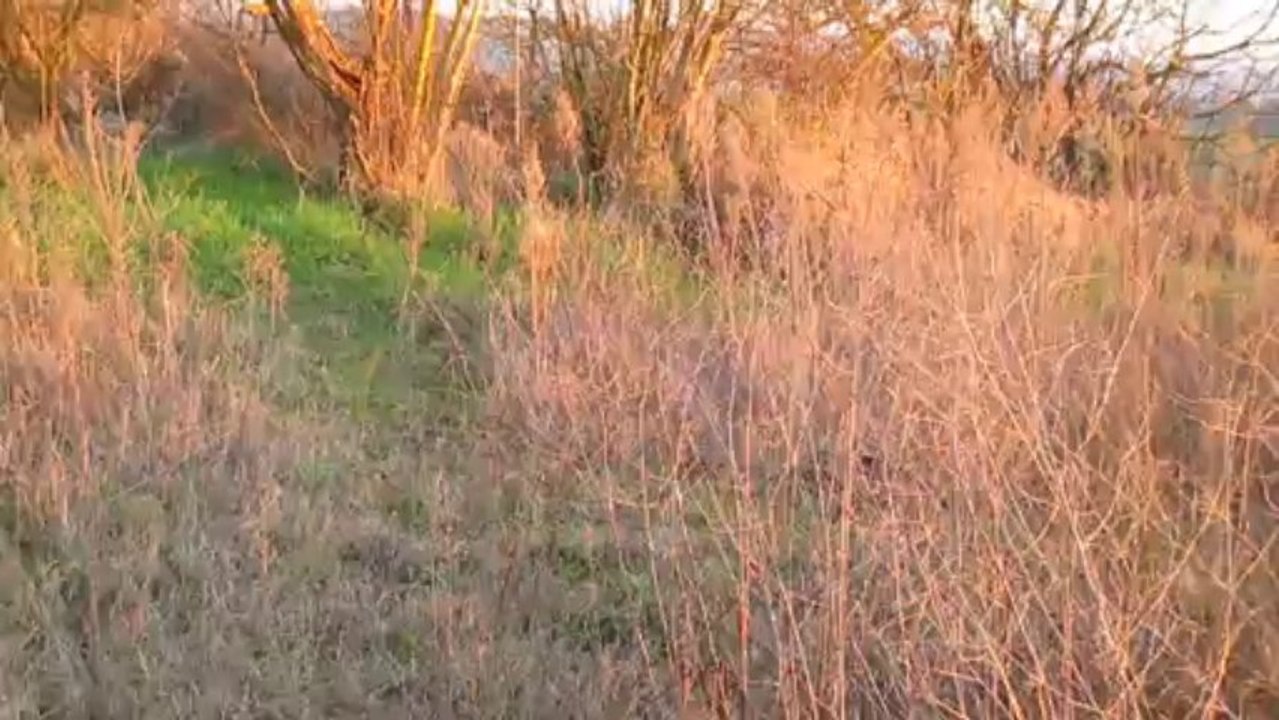 Je chasse mon chat !