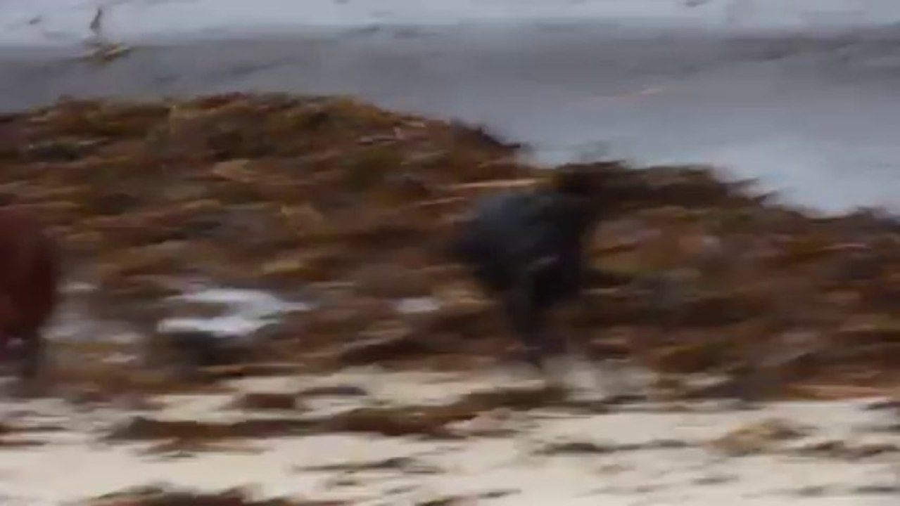 setter et labrador