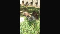 Clyde the Dog Photobombs Chicks