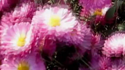 Short film-suhane din-beautiful days