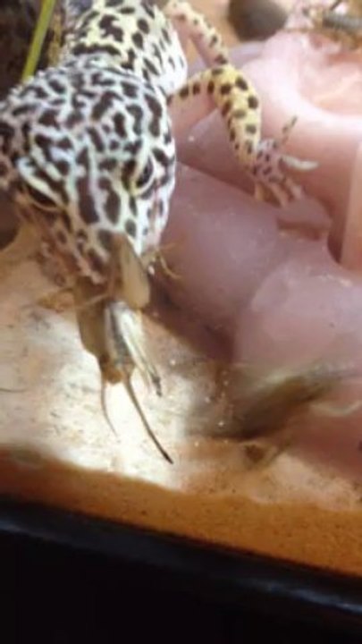 Champion le Gecko