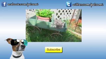 Dancing Animals  Compilation (Low)