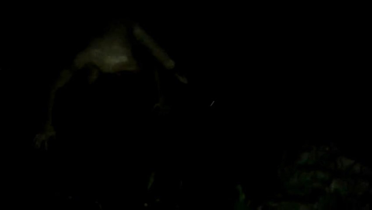 Alien en bosque de noche