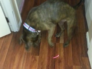 Adorable Pitbull Attacks Laser Pointer