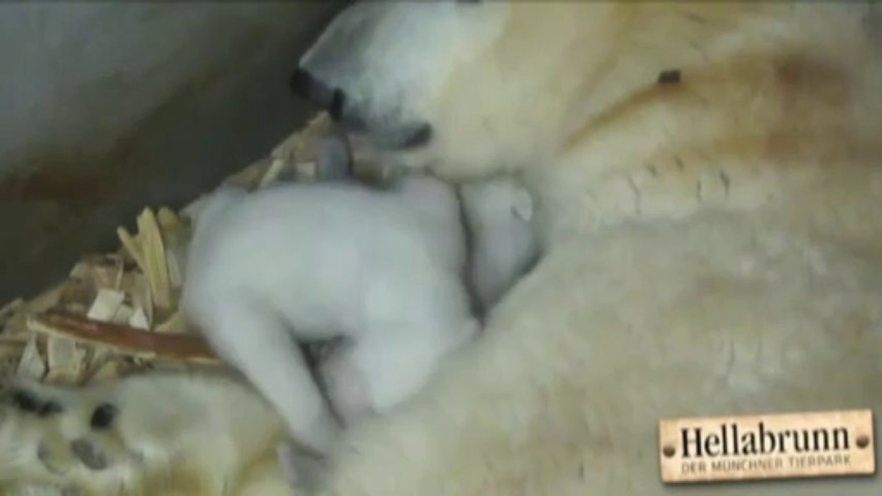 Un bébé Ours polaire ouvre ses yeux pour la première fois!