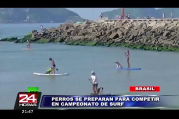 Descargar video: Perros surfistas entrenan en Brasil para competencia de mascotas