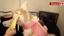 Muz yiyen sevimli yavru kedi