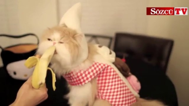 Muz yiyen sevimli yavru kedi