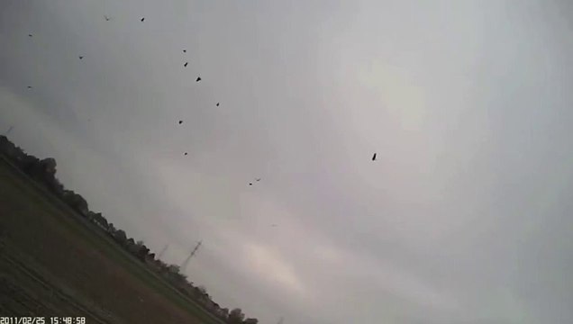 Attaques de Faucon en vue subjective... Caméra embarquée sur l'oiseau.