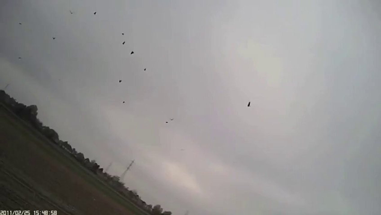 Attaques de Faucon en vue subjective... Caméra embarquée sur l'oiseau.