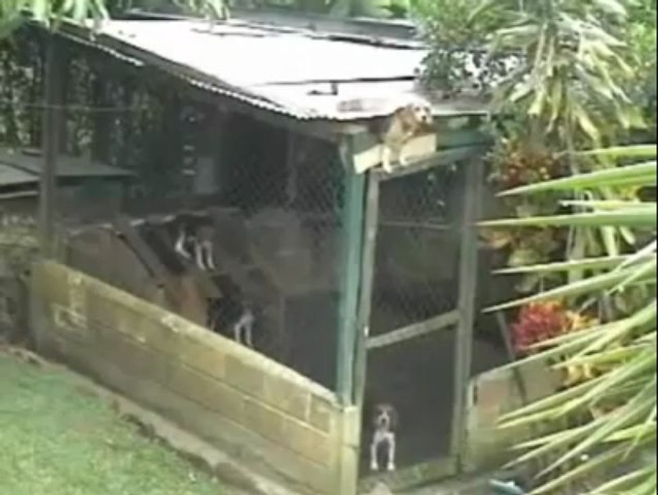 Very Talented Small Dog - Great Talent