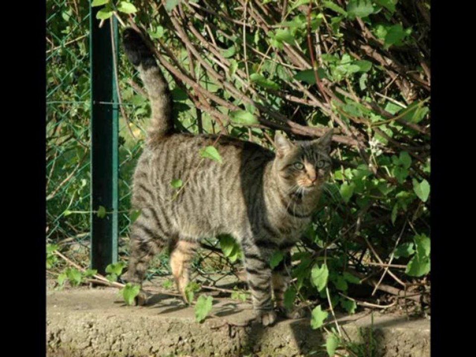 CIPAM - Chat - Django